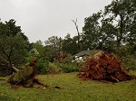 Storm damage fallen trees